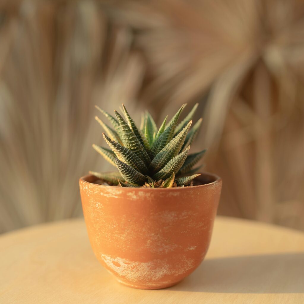 Macro shot of a succulent in a terracotta pot with blurred background.